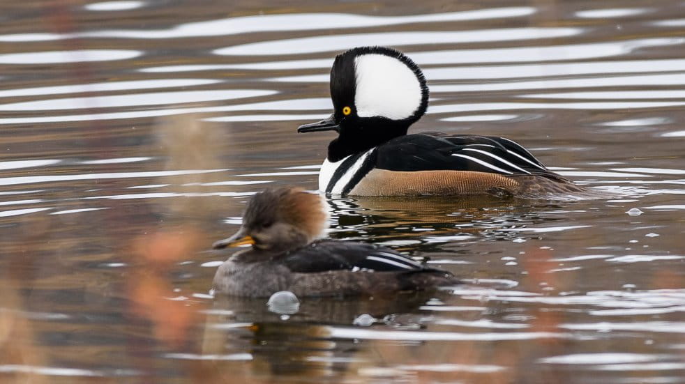 hooded merganser bird on water